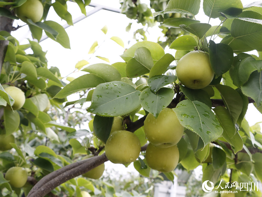 即將上市的雪梨“翠冠”。勾璇攝