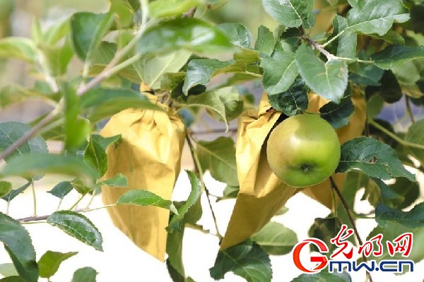 我們的家園｜小蘋果帶動大產(chǎn)業(yè)，帶你看看這座阿壩州小村的鄉(xiāng)村振興新模式