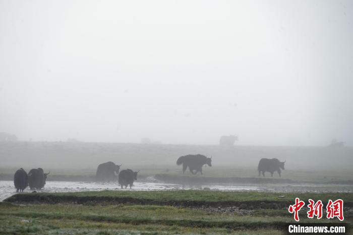 圖為成群牦牛在草灘上戲水漫步，宛如靜美水墨畫。　馬銘言 攝