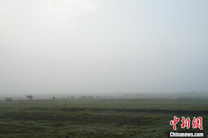 圖為成群牦牛在草灘上覓食、漫步，宛如靜美水墨畫?！●R銘言 攝