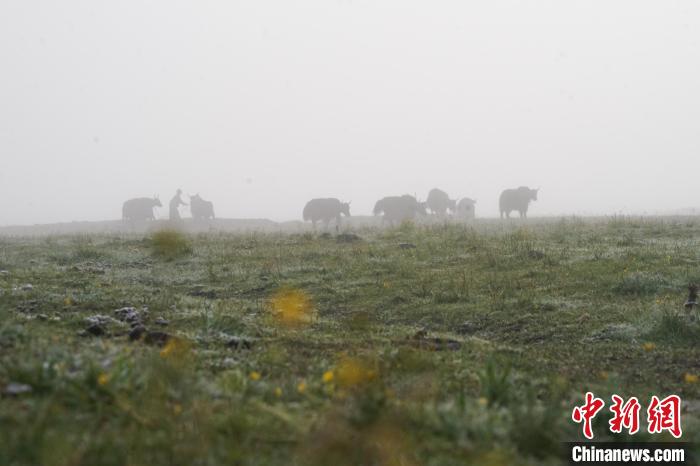 圖為成群牦牛在草灘上覓食、漫步，宛如靜美水墨畫?！●R銘言 攝