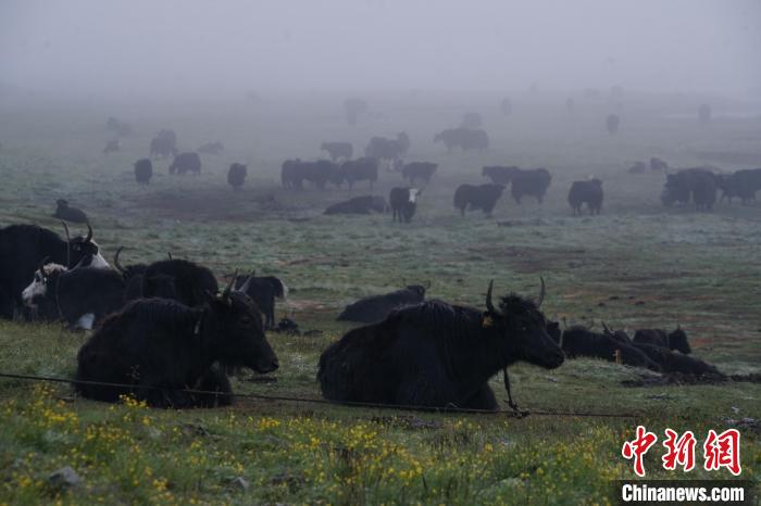 圖為成群牦牛在草灘上覓食、棲息，宛如靜美水墨畫?！●R銘言 攝