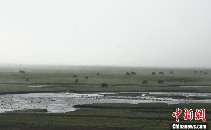 圖為成群牦牛在草灘上覓食、漫步，宛如靜美水墨畫。　馬銘言 攝