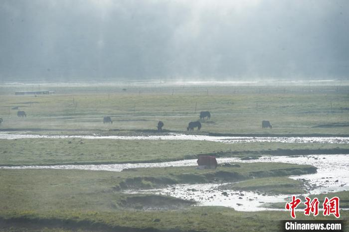 圖為成群牦牛在草灘上覓食、漫步，宛如靜美水墨畫?！●R銘言 攝