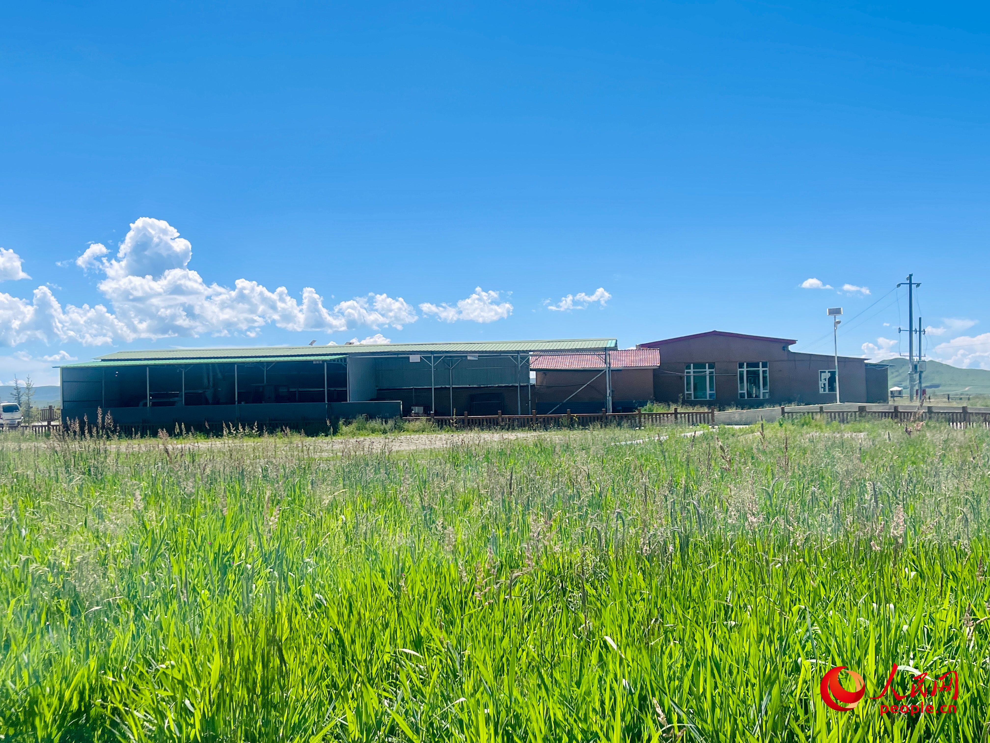 唐日合作社牧草茂密。人民網(wǎng) 周靜圓攝