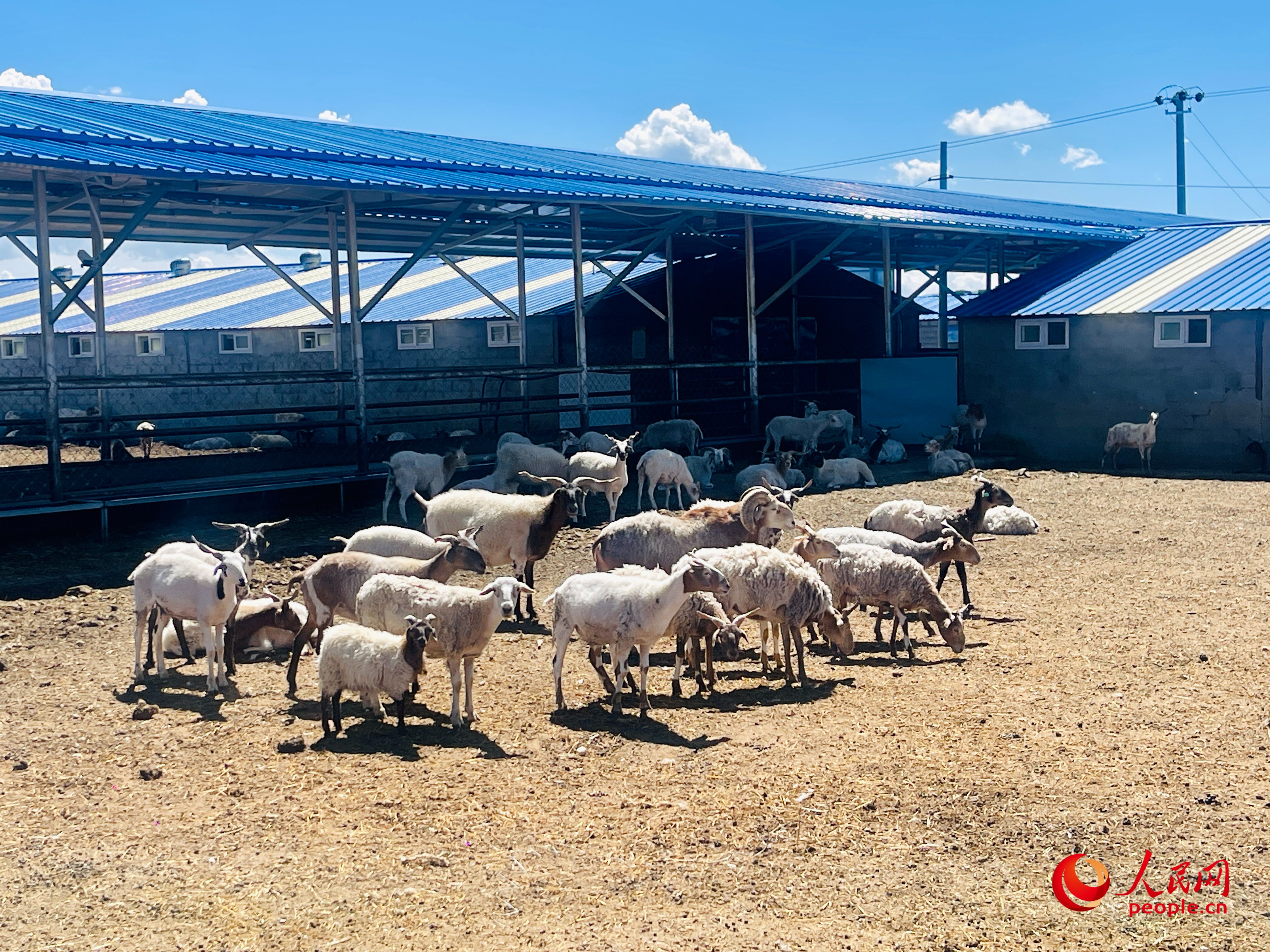 唐日合作社里養(yǎng)殖的羊。人民網(wǎng) 周靜圓攝