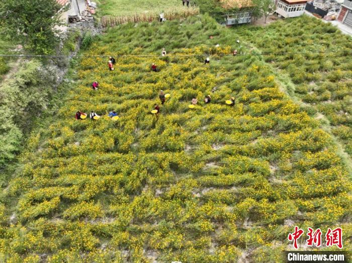四川金川:高原“致富菊”喜獲豐收