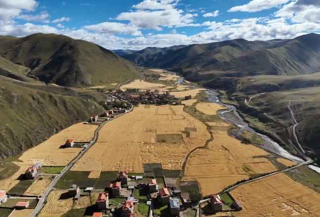 成熟的青稞。雅江縣委宣傳部供圖