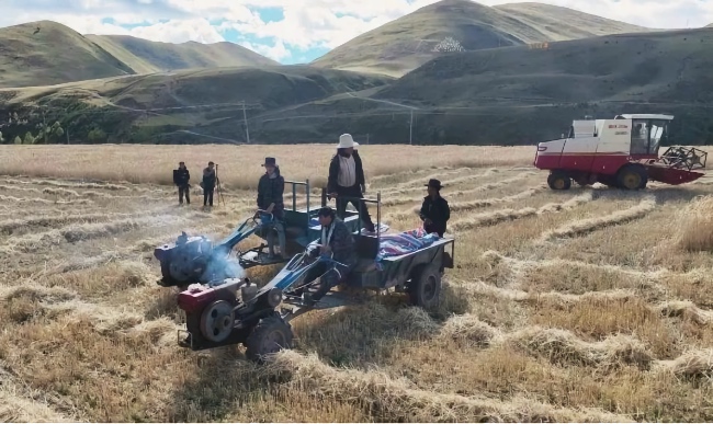 秋收現(xiàn)場。雅江縣委宣傳部供圖