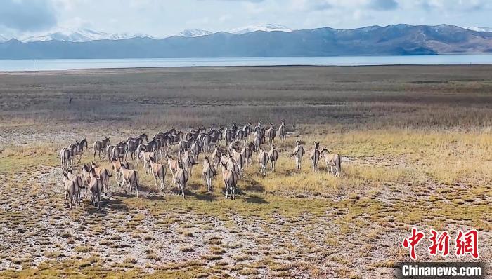 數(shù)百頭藏野驢在黃河源頭冬格措納湖畔漫步