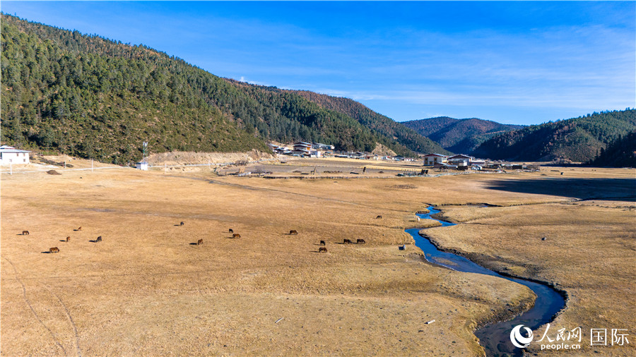 香格里拉國家公園內(nèi)的高山草甸。人民網(wǎng)記者 虎遵會攝