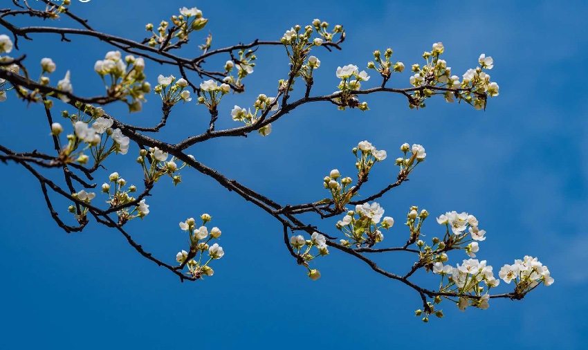 丹巴梨花。何曦攝