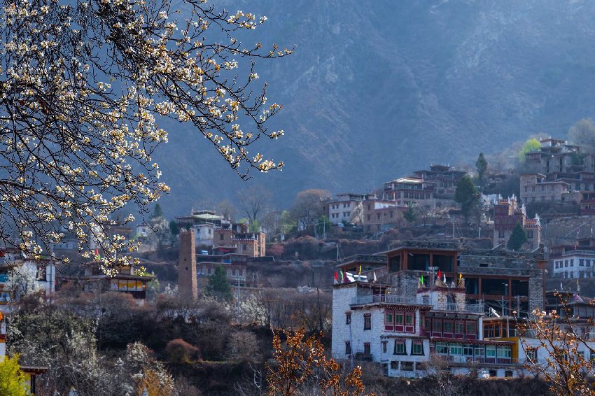 丹巴梨花。何曦攝