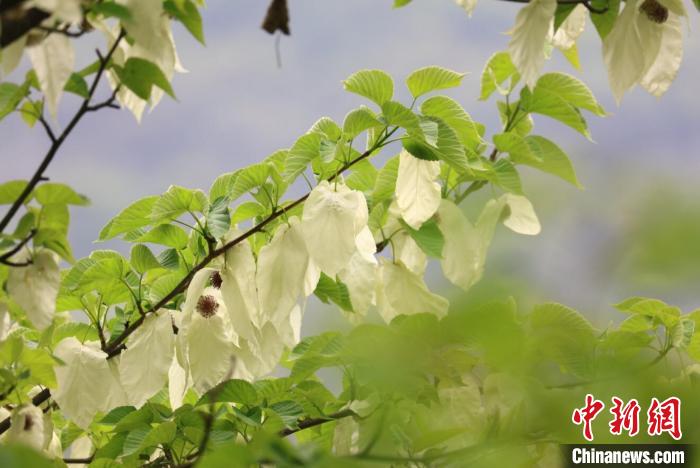 四川松潘：萬株野生珙桐花競相綻放