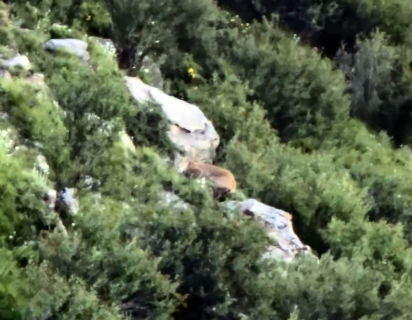 “天線寶寶”猞猁放歸自然后，齊新章拍攝到其珍貴影像。受訪者供圖