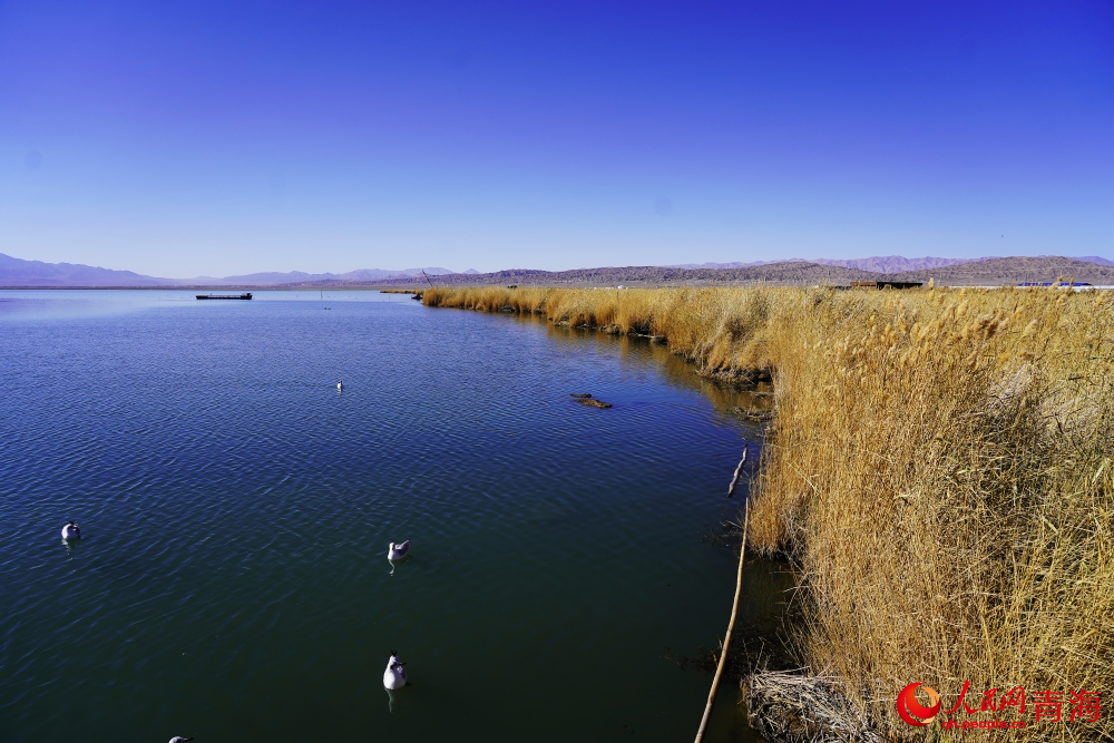 可魯克湖秋色如畫。人民網 陳明菊攝