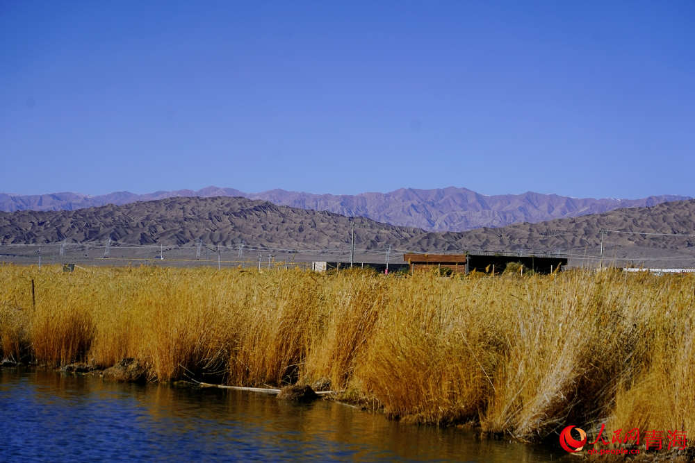 可魯克湖蘆葦蕩漾。人民網 陳明菊攝