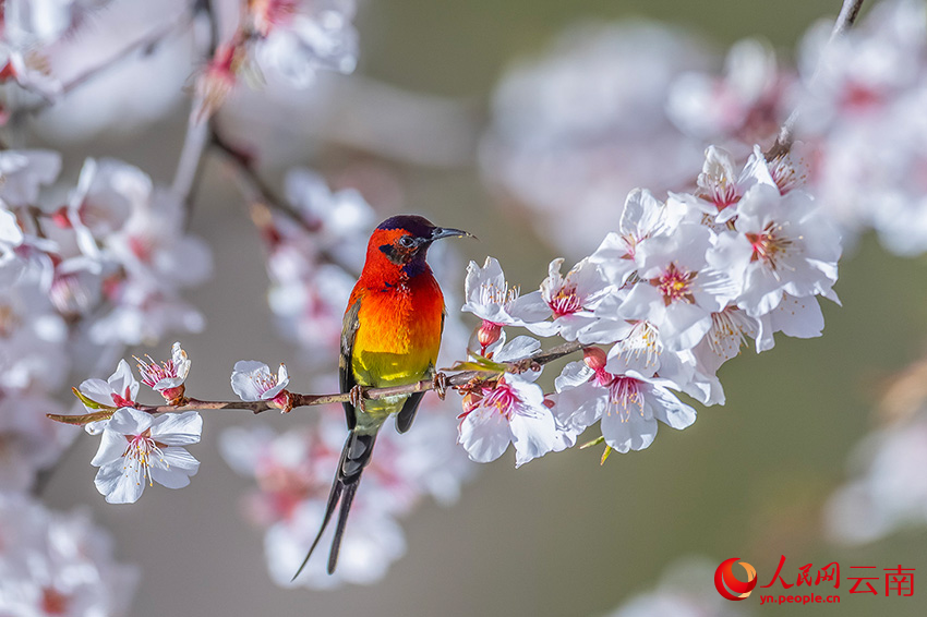 藍(lán)喉太陽(yáng)鳥。楊濤攝