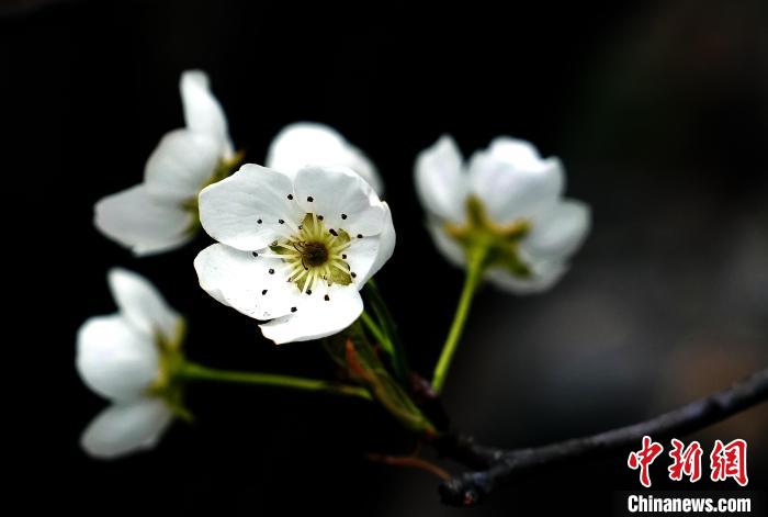 四川金川梨花綻放引游人