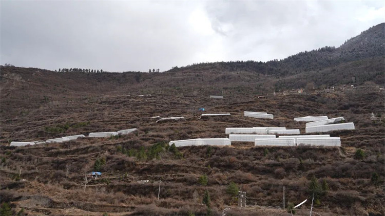 木日窩村藍(lán)莓示范基地。黑水縣融媒體中心供圖