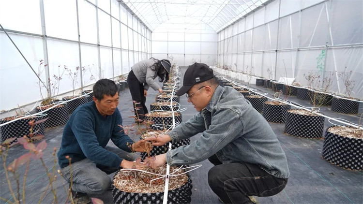任宇和工人一起為藍(lán)莓苗修枝。黑水縣融媒體中心供圖