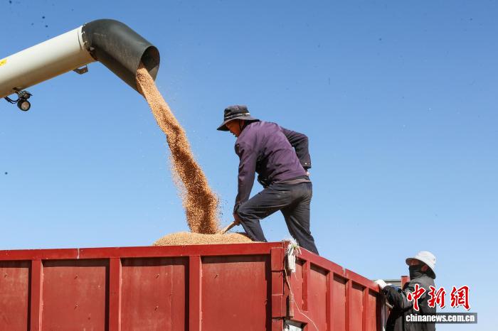 青海貴南：萬畝小麥進入收割季