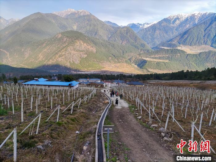 西藏林芝下察隅鎮(zhèn)的獼猴桃種植園。　江飛波 攝