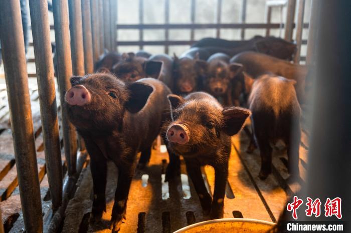 西藏林芝藏豬產(chǎn)業(yè)走上標(biāo)準(zhǔn)化、產(chǎn)業(yè)化之路