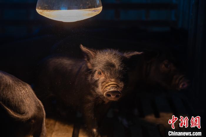 圖為藏豬被稱為“高原之珍”，以口感佳、營(yíng)養(yǎng)價(jià)值高而聞名。　何蓬磊 攝