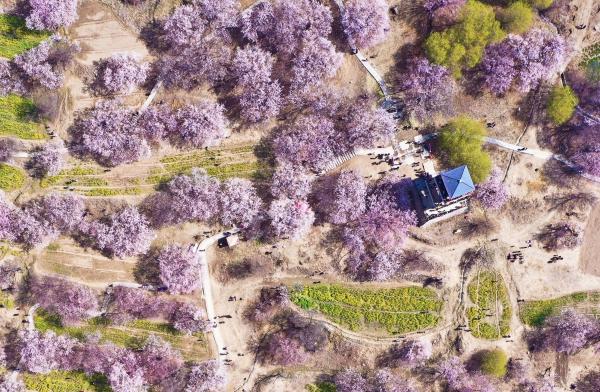 世外桃源！一組圖告訴你，西藏林芝桃花能有多美