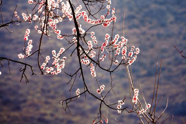 世外桃源！一組圖告訴你，西藏林芝桃花能有多美
