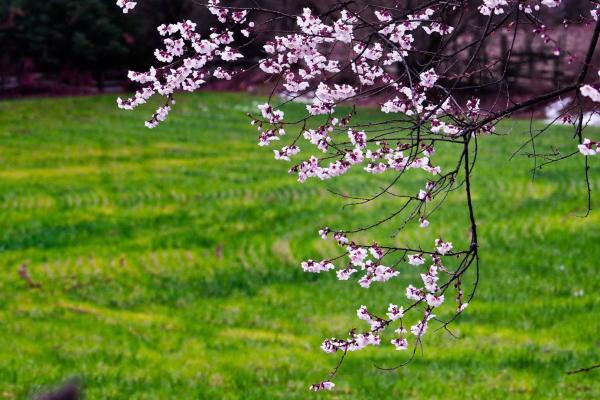 世外桃源！一組圖告訴你，西藏林芝桃花能有多美