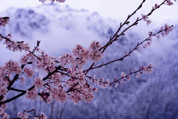 世外桃源！一組圖告訴你，西藏林芝桃花能有多美