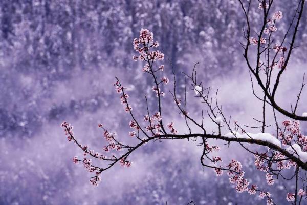 世外桃源！一組圖告訴你，西藏林芝桃花能有多美