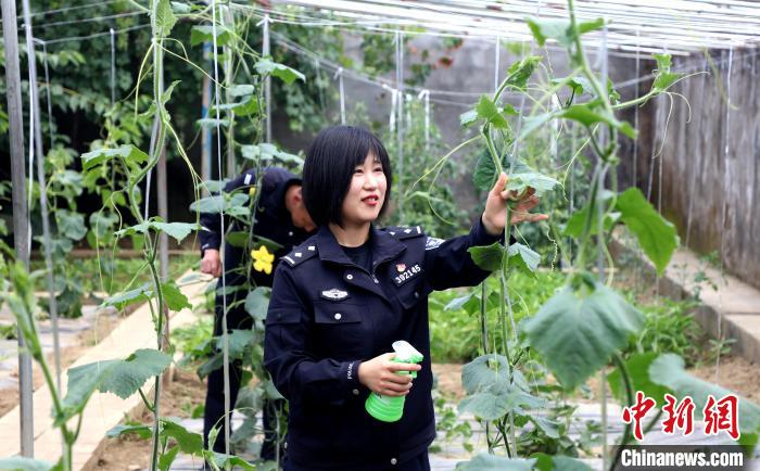 圖為李冬雪在溫室大棚里勞作?！∥鞑爻鋈刖尺叿罊z查總站供圖