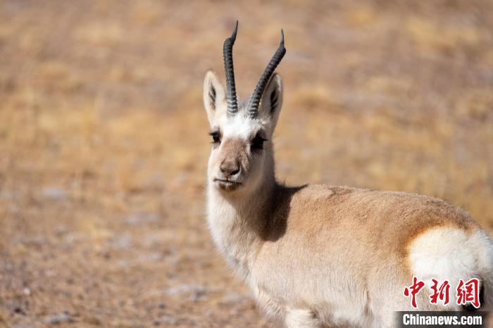 圖為西藏藏原羚，藏原羚是青藏高原特有種，也被稱為西藏黃羊?！〗w波 攝