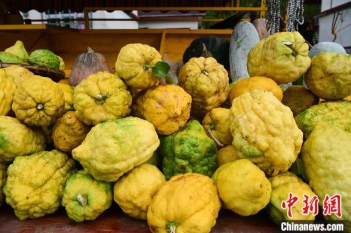 墨脫大檸檬，學(xué)名香櫞，和檸檬均為蕓香科植物。(<a target='_blank' href='/'><p  align=