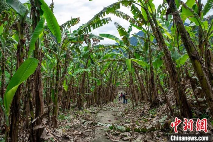 墨脫公路沿線的芭蕉林。