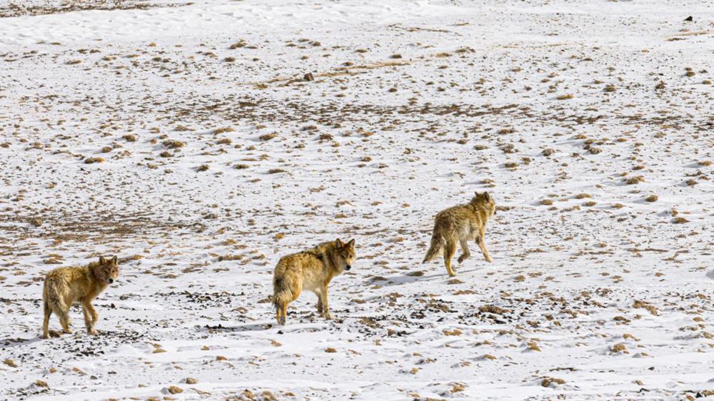 狼。金阿次仁攝