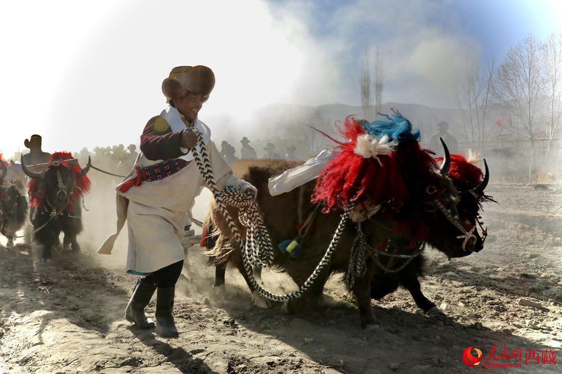 山南市扎囊縣扎其鄉(xiāng)孟卡榮村迎來春耕第一犁。人民網(wǎng) 次仁羅布攝