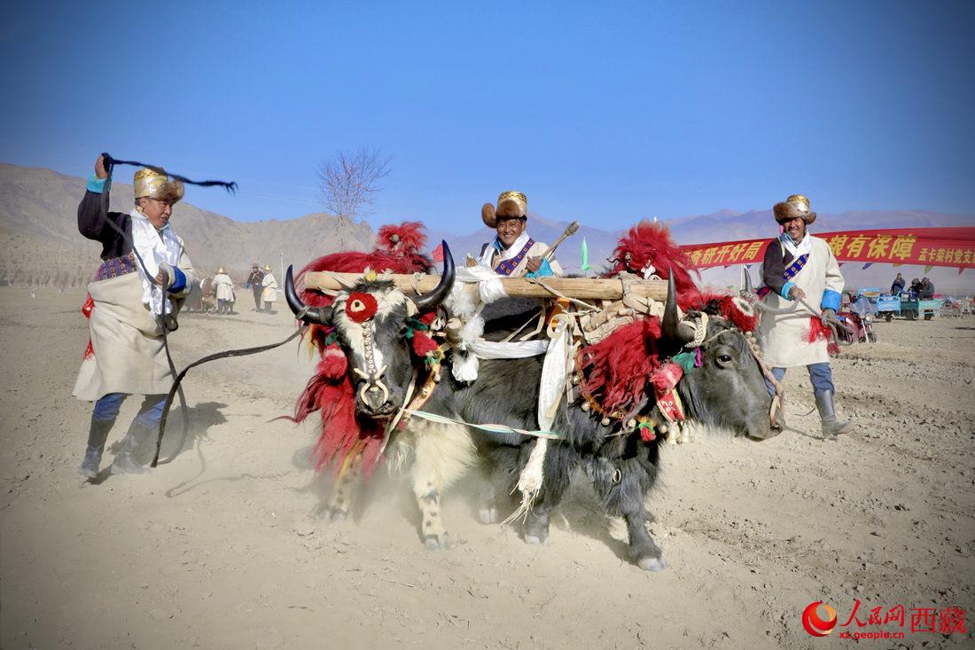 在過去漫長(zhǎng)的歲月里，牦牛是農(nóng)耕的主力，“二牛抬杠”代表了一個(gè)時(shí)代。人民網(wǎng) 次仁羅布攝