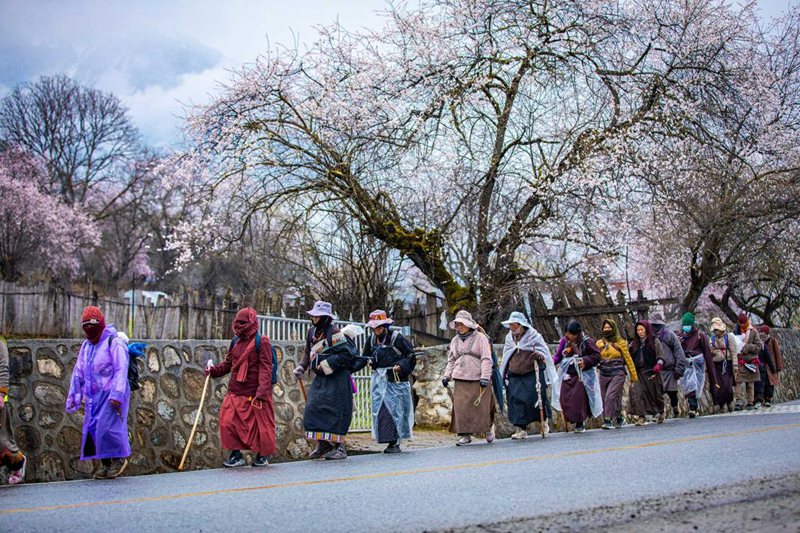 下雨了，漫步在桃花下的村民。張靜攝