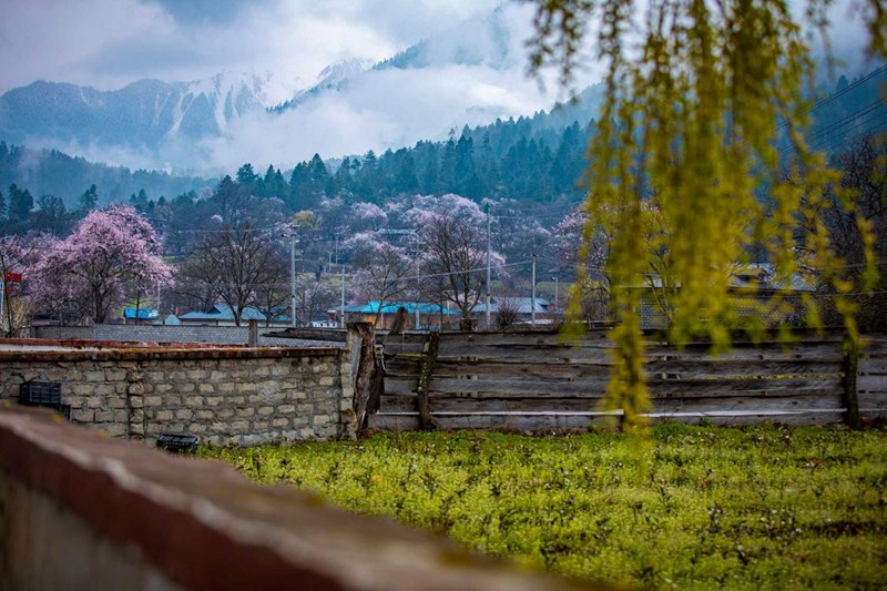 桃花深處的村莊。張靜攝