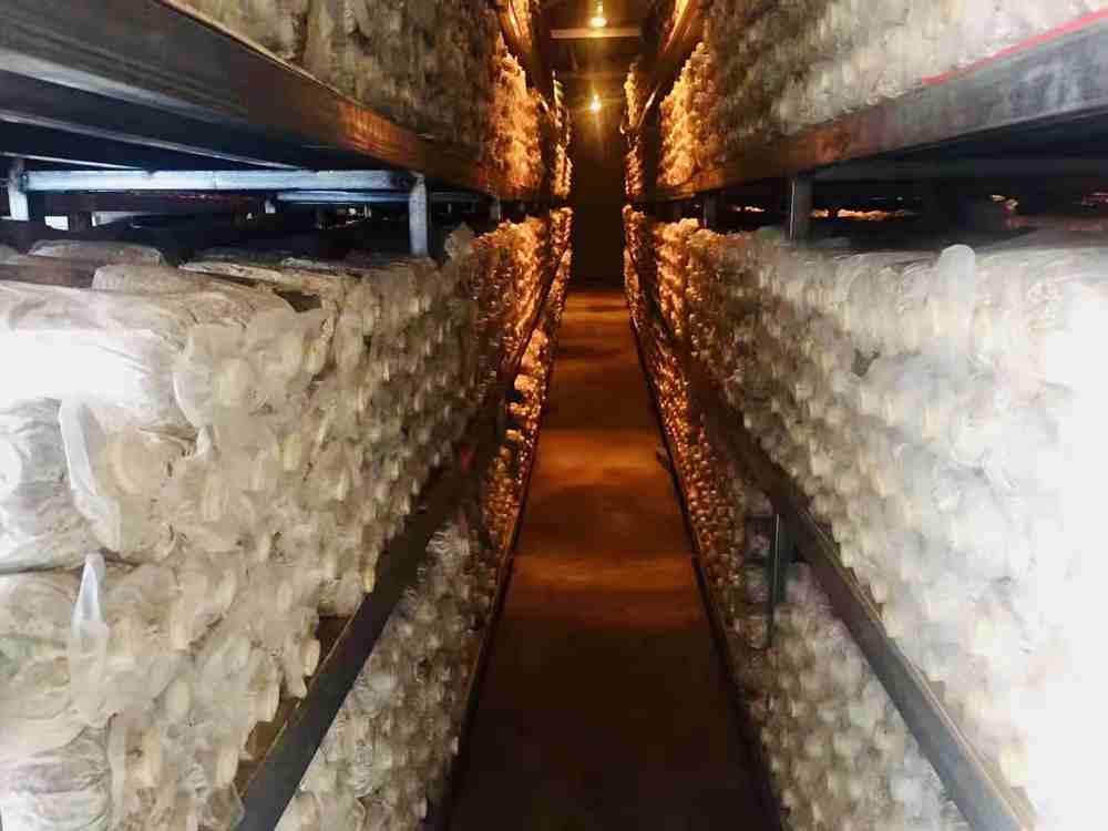 菌棒培育。索扎攝