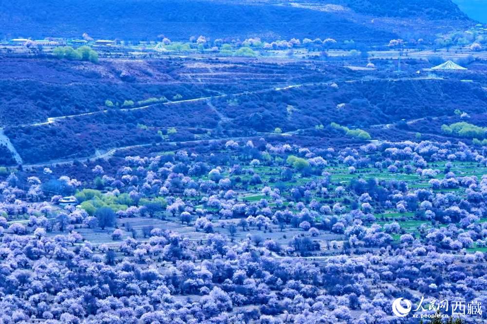 遠眺“桃花村”。人民網(wǎng) 李海霞攝