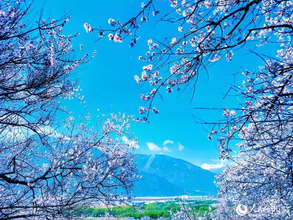 桃花在藍天白云的映襯下分外好看。人民網(wǎng) 李海霞攝