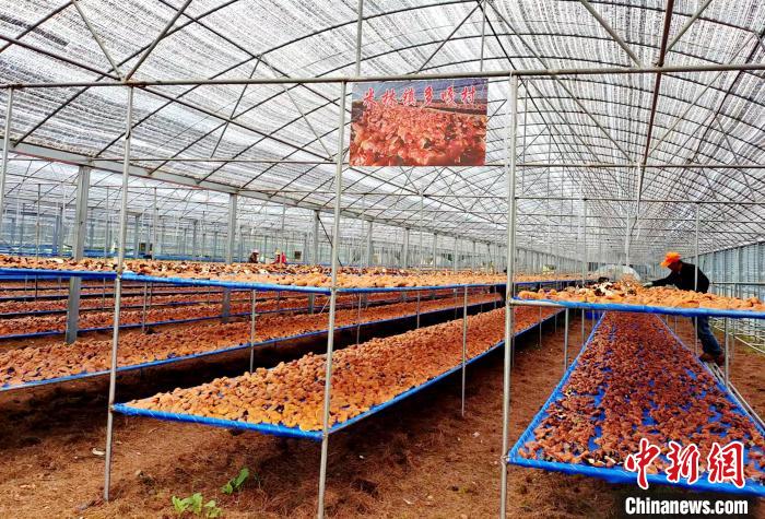 圖為紅太陽科技示范家庭農(nóng)場采收的靈芝?！∑酱胪喙﹫D