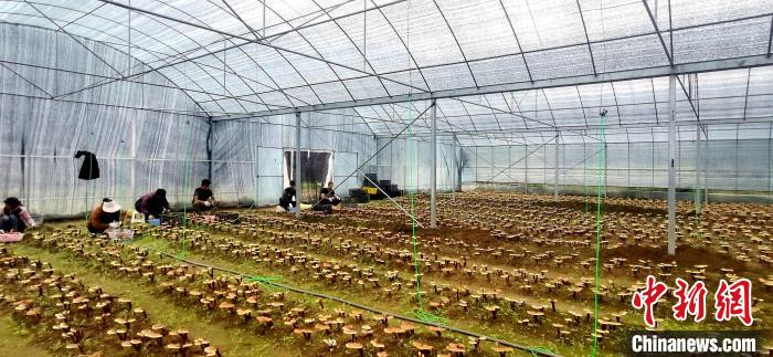 圖為紅太陽科技示范家庭農(nóng)場組織民眾采收靈芝?！∑酱胪喙﹫D