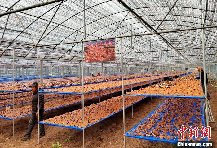 圖為紅太陽科技示范家庭農(nóng)場采收的靈芝?！∑酱胪喙﹫D