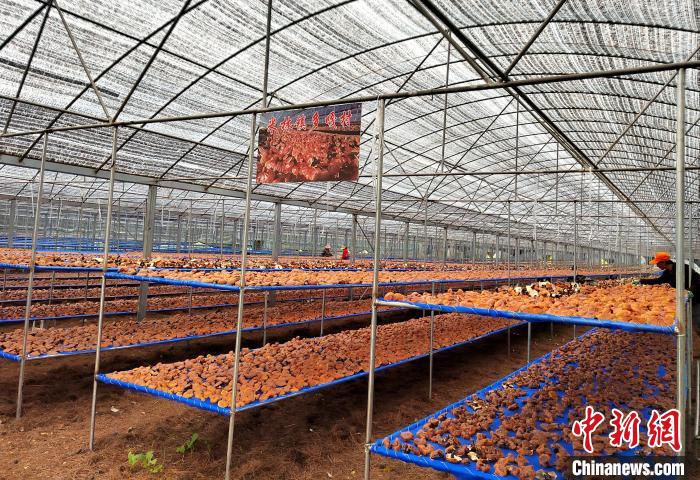 圖為紅太陽科技示范家庭農(nóng)場采收的靈芝?！∑酱胪喙﹫D